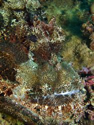 Scorpionfish Portrait with DC 500 by Patrick Neumann 